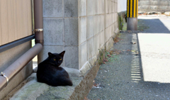 休憩中のクロさん