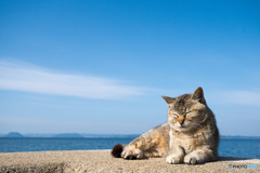 春の日。のんびりとね（1）