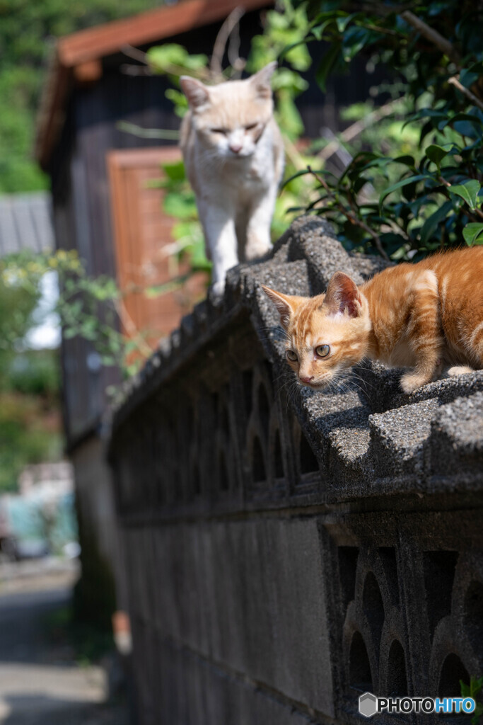 塀の上の暴れん坊