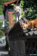 塀の上の暴れん坊