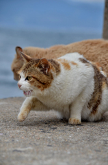 スタートダッシュ！にゃ？？