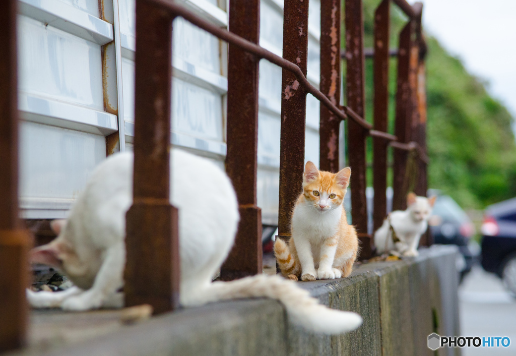 駐輪場のネコさん