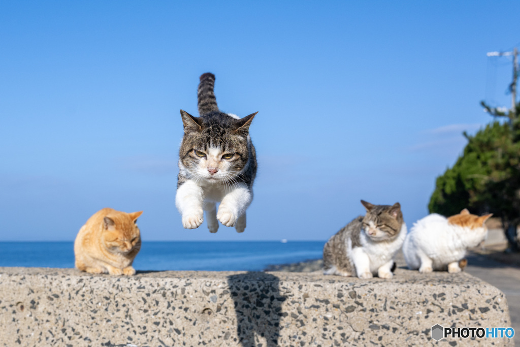 冬空を舞う