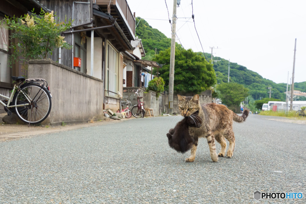 母さんネコは忙しい