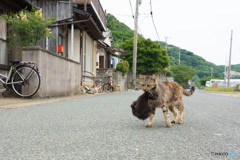 母さんネコは忙しい