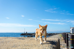 猛暑だぜ！
