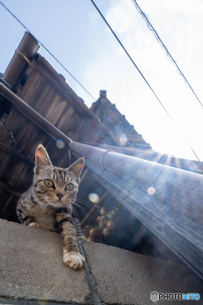 塀の上のお嬢さん