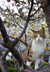 サクラと猫ちゃん