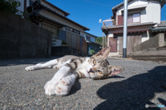 今日もあち～ニャ