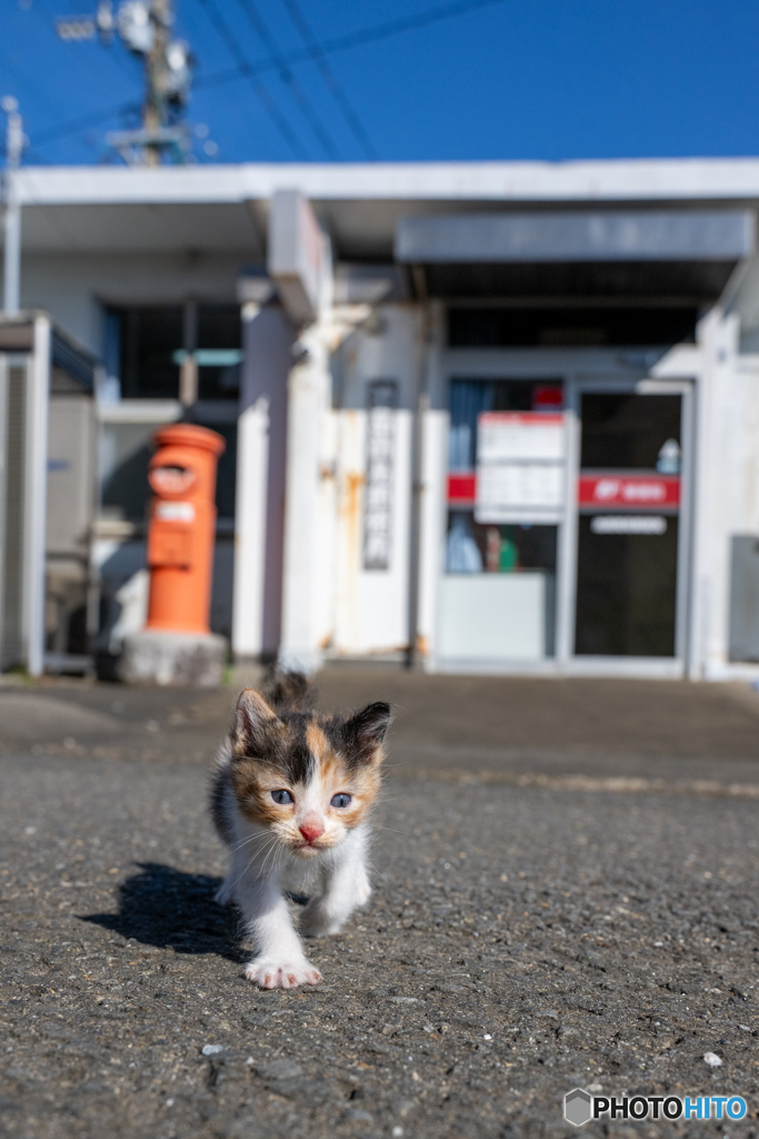 走ってきたおチビ（3）