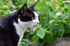 きりっとハチくん