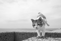 曇天でもピョン（7）