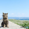 春爛漫ニャンだよね
