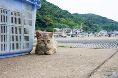 ムスッとしているように見えるが、そんなことはないネコさん