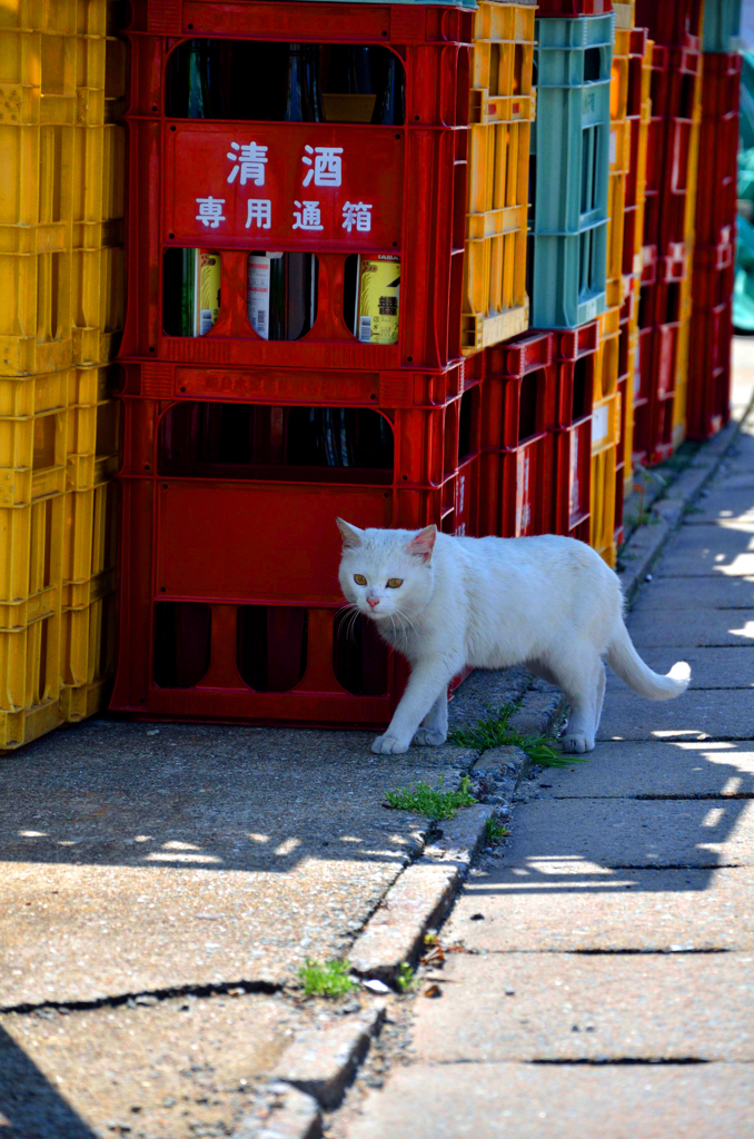 お散歩中ですよ