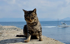 海の男