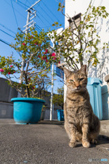 大阪のネコさん（3）