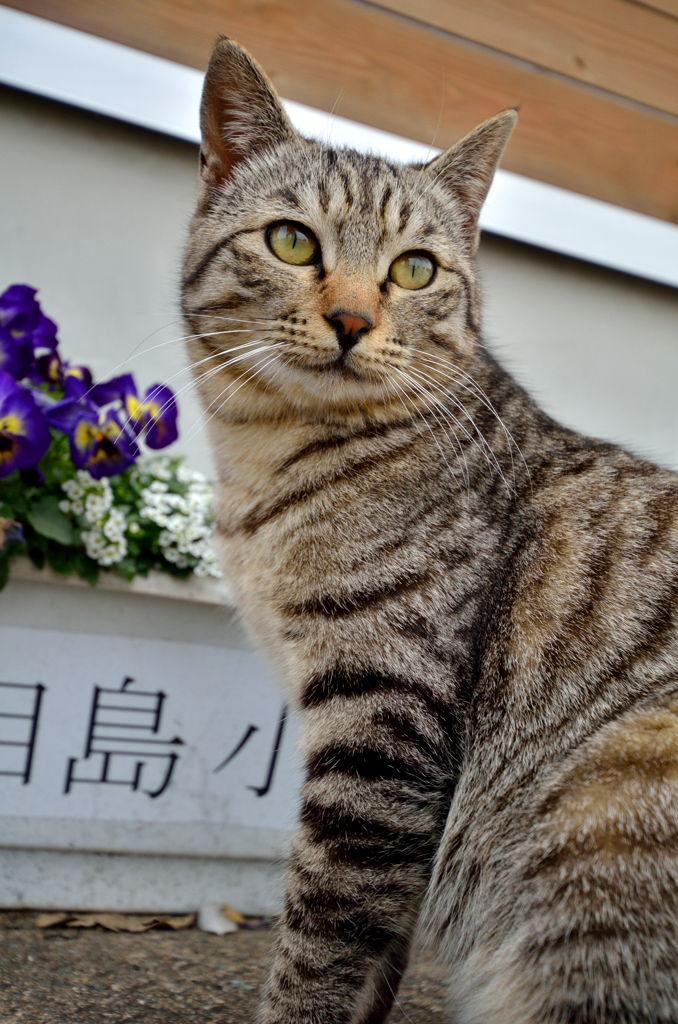 ニャンコ先生