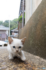 突進するぞ
