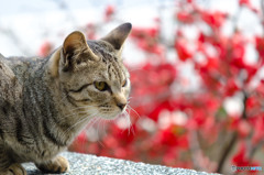 知っているのに知らんふり～