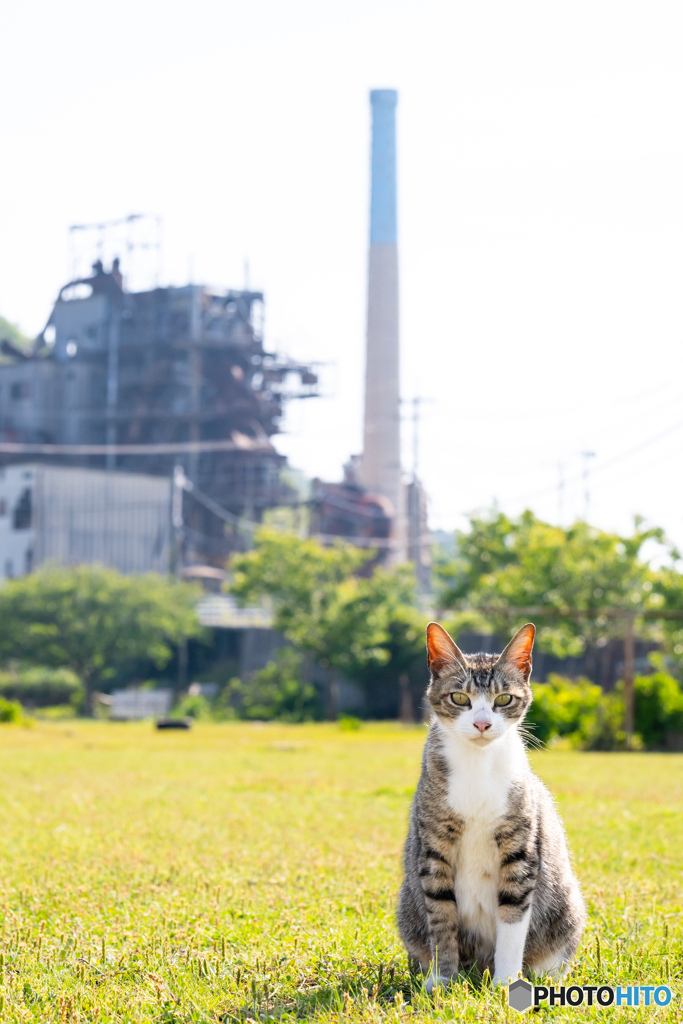五月のネコさん