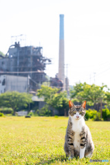 五月のネコさん
