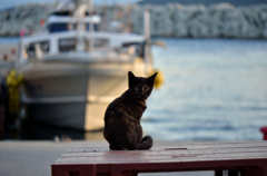 港のサビーちゃん