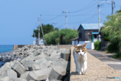 いかみみ散歩
