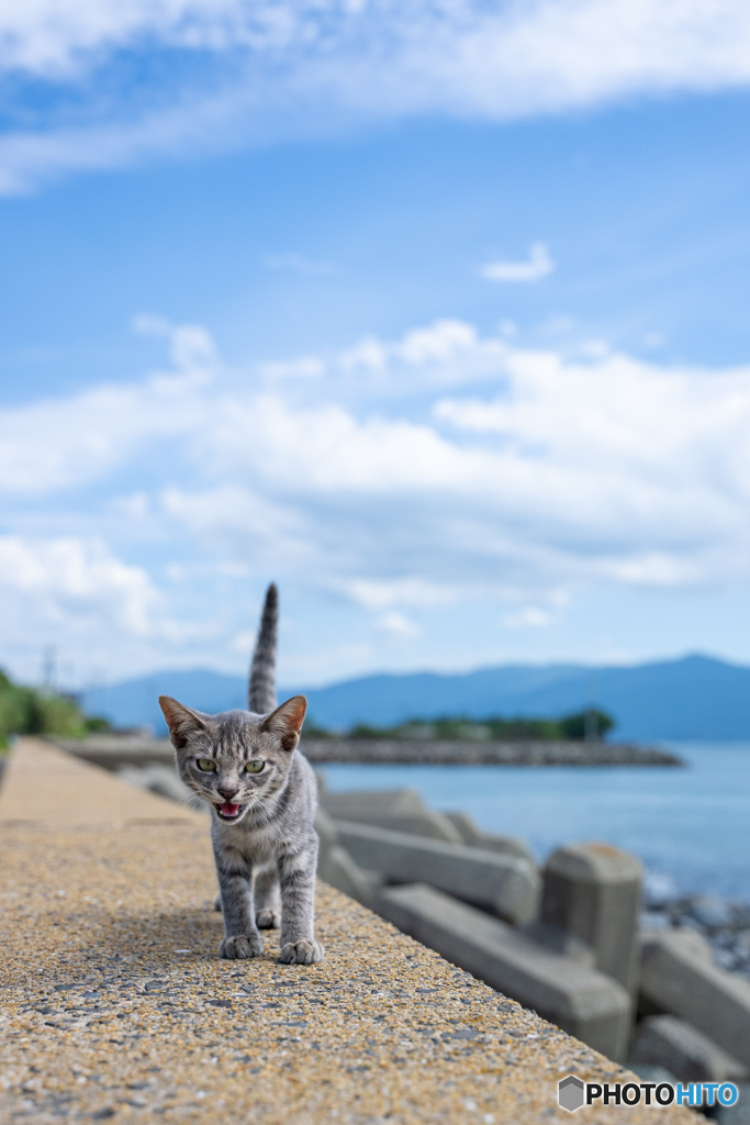 にゃっはっは～～