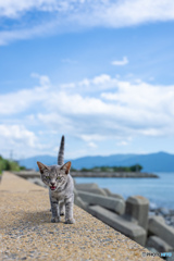 にゃっはっは～～
