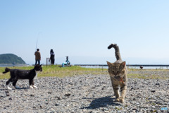お魚ゲット～～
