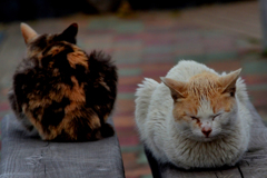 前向き後ろ向き