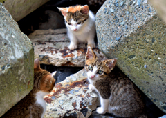 こども会議開催中ですよ