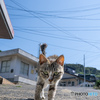 おはようのご挨拶