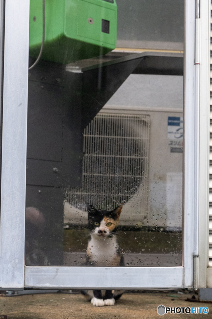 電話ボックス。雨が止むまで。
