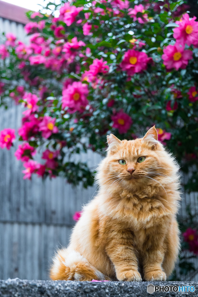 赤い花。冬の花。