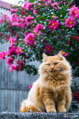 赤い花。冬の花。