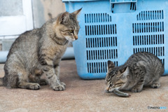 上手に食べられるかニャ