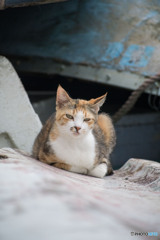 お母ちゃん