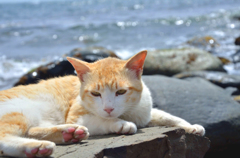 憂いあるネコさん