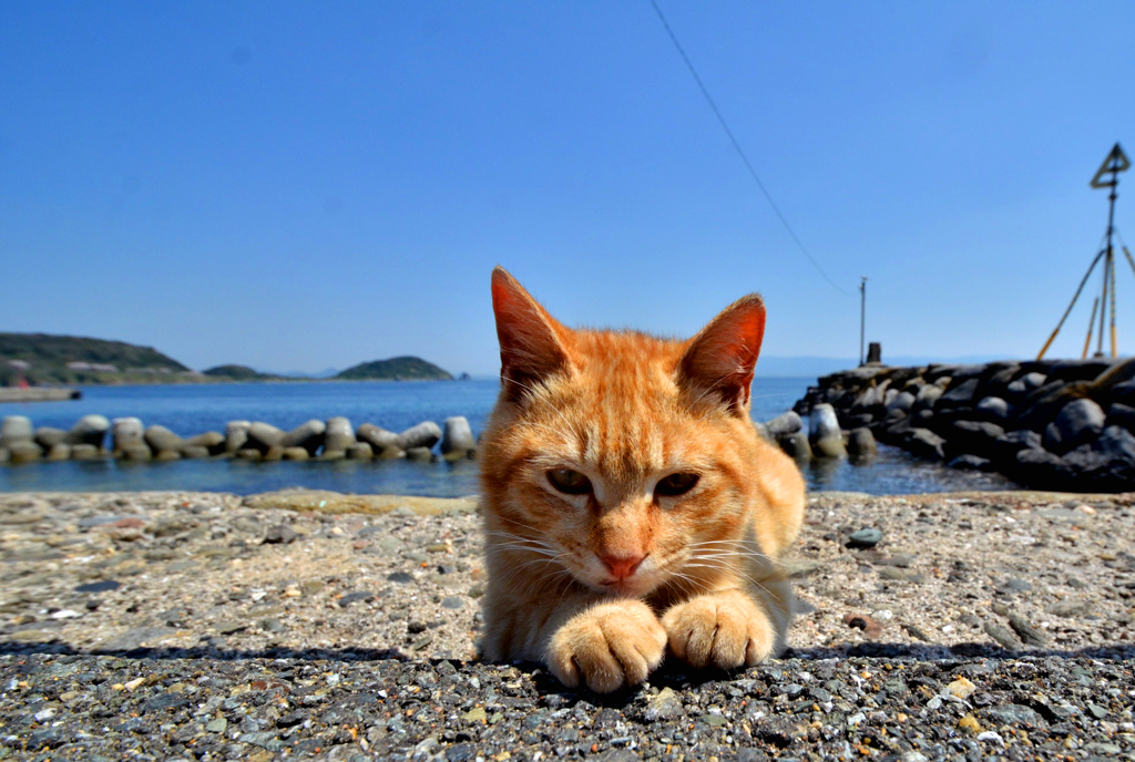 海辺の猫ちゃん