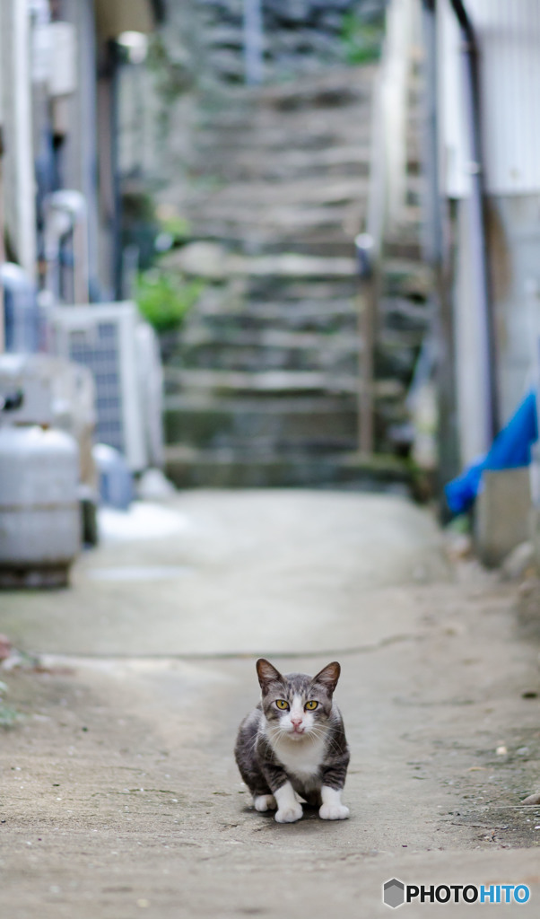 路地裏で出会った。