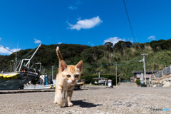 お散歩にゴー（1）