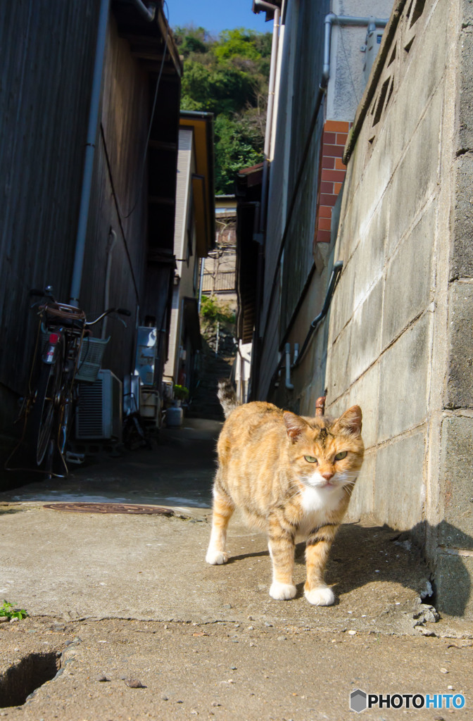 路地裏ニャン