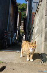 路地裏ニャン