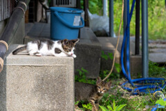 おにゃにゃ