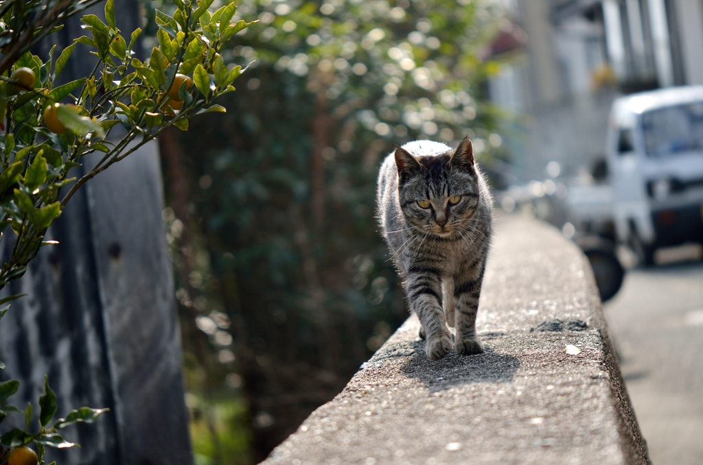 ついて来るニャン次郎さん