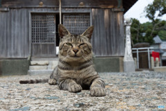 ずーん・・・・神社で出会ったステキなおじさん