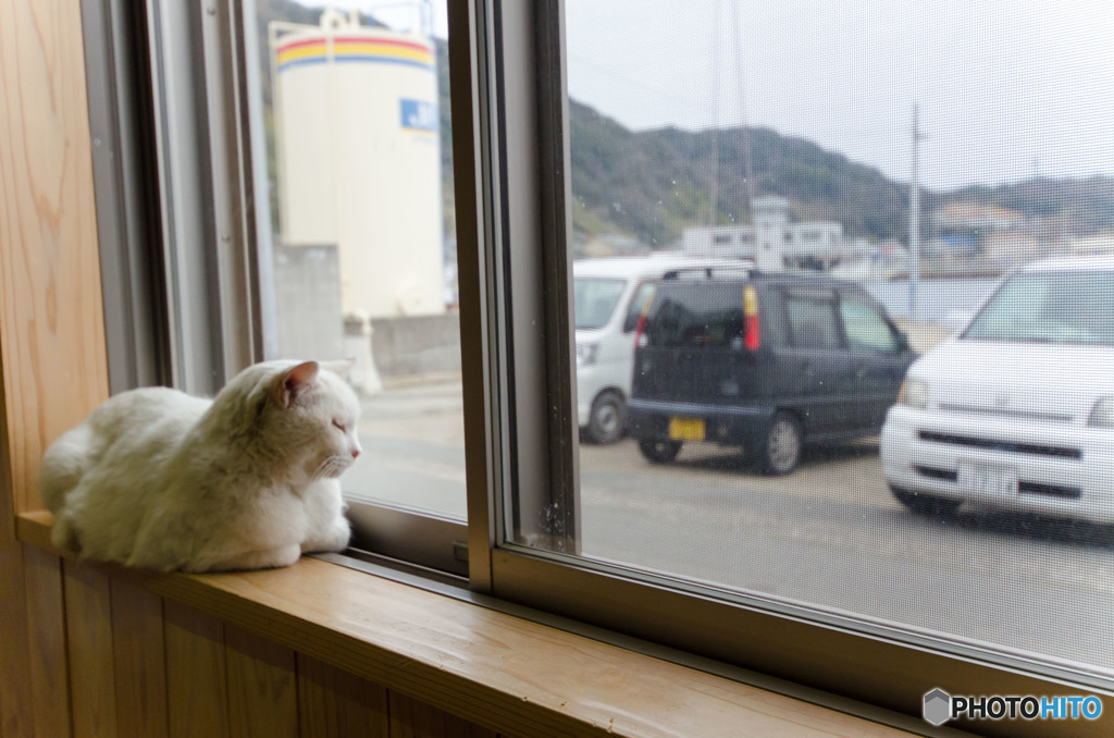 窓辺のネコさん
