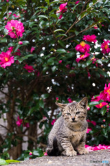 山茶花とネコさん（3）